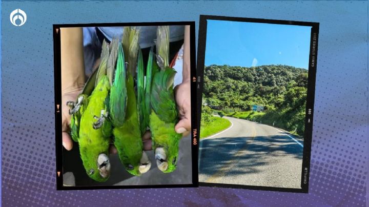 Segunda ola de calor en la Huasteca Potosina provoca muerte de aves por sequía