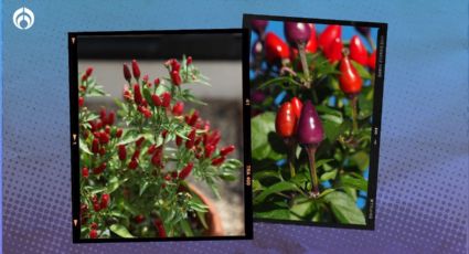 Estos árboles dan chiles, son de fácil cuidado y los puedes plantar en tu casa