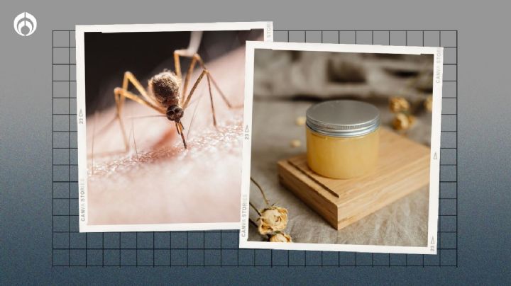 Receta para hacer una pomada casera contra los piquetes de mosquitos y otros bichos