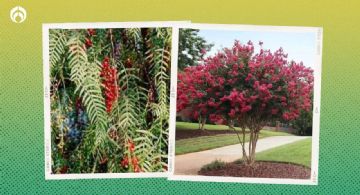 5 árboles de colores que dan muy buena sombra para plantar afuera de tu casa y no rompen banquetas