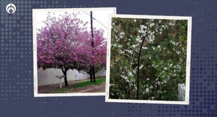 El árbol de tronco delgado y poca raíz que da buena sombra para tu casa