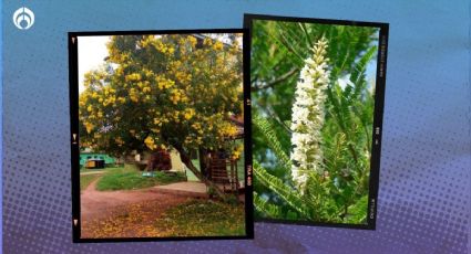 ¿Qué árbol da sombra y no tiene mucha raíz? 5 ideales para banquetas pequeñas