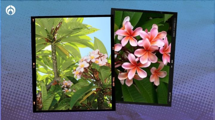 El árbol resistente a sequías, con flores aromáticas y que da sombra ideal para banquetas pequeñas