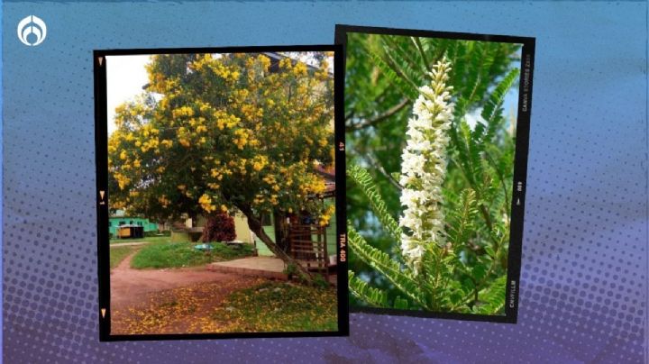 ¿Qué árbol da sombra y no tiene mucha raíz? 5 ideales para banquetas pequeñas