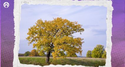 El árbol floral que es bellísimo, da buena sombra y sus flores se pueden comer