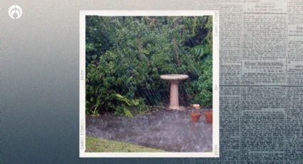 ¿Qué pasa si le echo agua de lluvia a mis plantas y cómo detectar si es ácida?