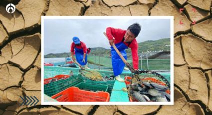 ¿Cuánto gana un pescador en México y cómo sufren la sequía de lagos y presas?