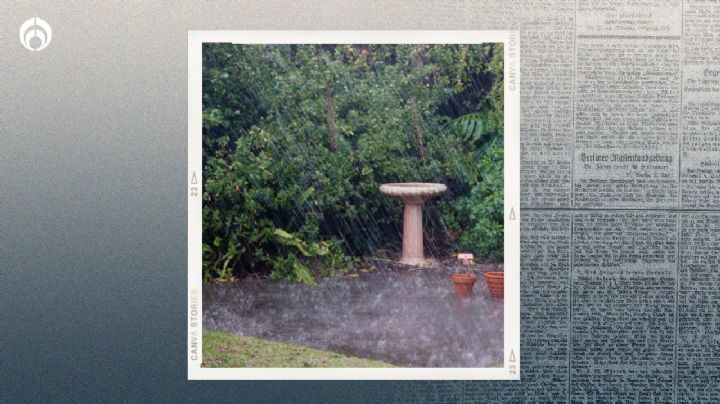 ¿Qué pasa si le echo agua de lluvia a mis plantas y cómo detectar si es ácida?