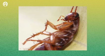 ’Supercucaracha’ en México: estas son sus características y la mezcla poderosa para desaparecerlas