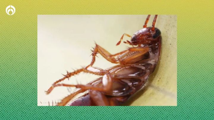 ’Supercucaracha’ en México: estas son sus características y la mezcla poderosa para desaparecerlas