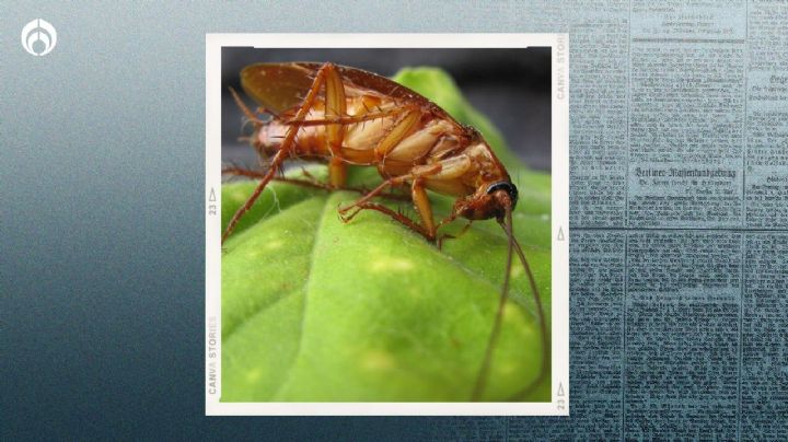 'Supercucaracha' alemana en México: ¿qué diferencia tiene con la cucaracha común?