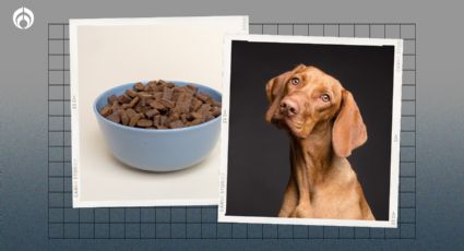 Estas son las croquetas para perro mexicanas más saludables y baratas, según Profeco