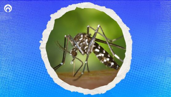 Mosquito tigre: ¿Qué tan peligroso es y en que sitios de México se encuentra?