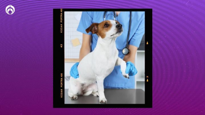 Perritos: ¿Cuál es el momento ideal para esterilizarlos según veterinarios?