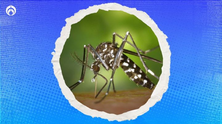 Mosquito tigre: ¿Qué tan peligroso es y en que sitios de México se encuentra?