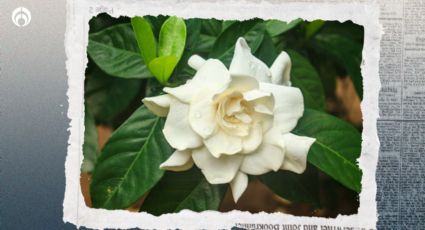 Árbol de gardenias: ¿cómo plantarlo para que crezca sano y repleto de flores?