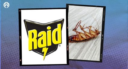 Este es el mejor 'Raid' para matar a las cucarachas grandes y voladoras en casa