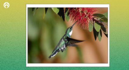 5 hermosas flores que atraen colibríes y mariposas a tu jardín, ¡lucirá hermoso!