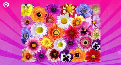 ¿Por qué las flores son de muchos colores?