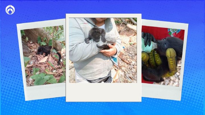 Alertan por muerte de monos saraguatos ante 'calorón' en Tabascos y Chiapas (FOTOS)