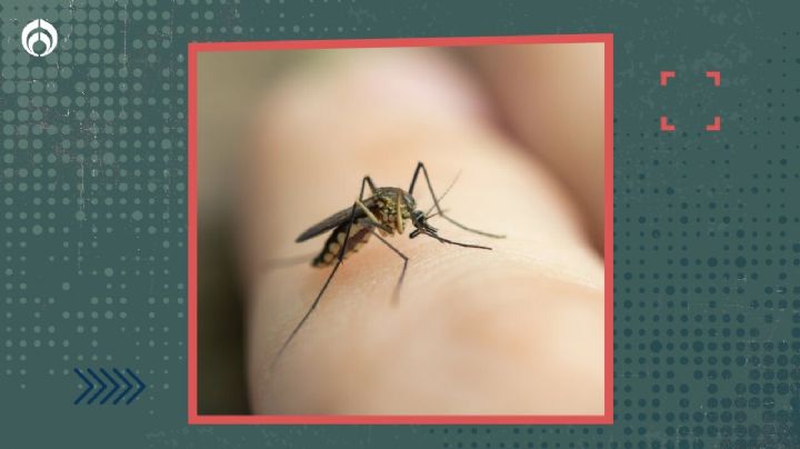 Trucazos para eliminar la insoportable comezón por picaduras de mosquito