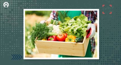 Las 4 verduras más fáciles de sembrar para tener un huerto en tu propia casa