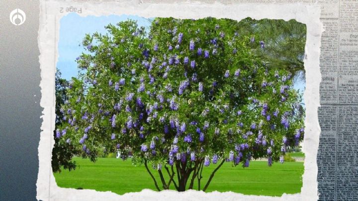 El árbol pequeño de 10 metros de altura que no daña banquetas ni tira hojas ideal para tu casa