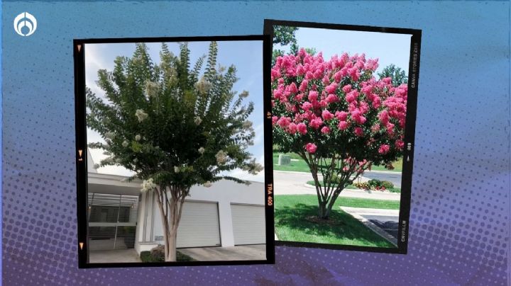 El árbol ideal para banquetas que le dará sombra a tu casa, crece rápido y florece cada año