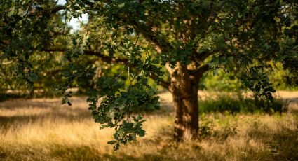 5 árboles que resisten el calor y la sequía para esta temporada