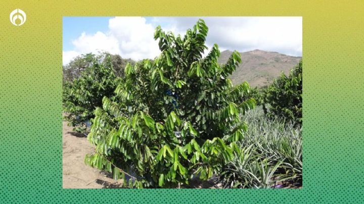 El árbol nativo mexicano que da sombra, no rompe banquetas y da deliciosos frutos en poco tiempo