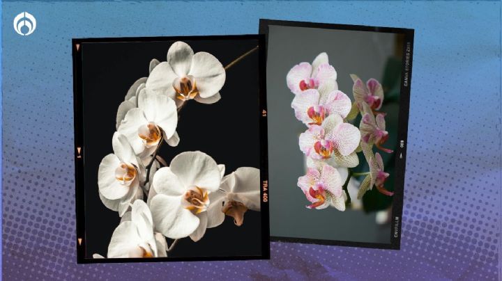 Árbol de orquídeas: ¿cómo plantarlo para que crezca fuerte y con flores hermosas?