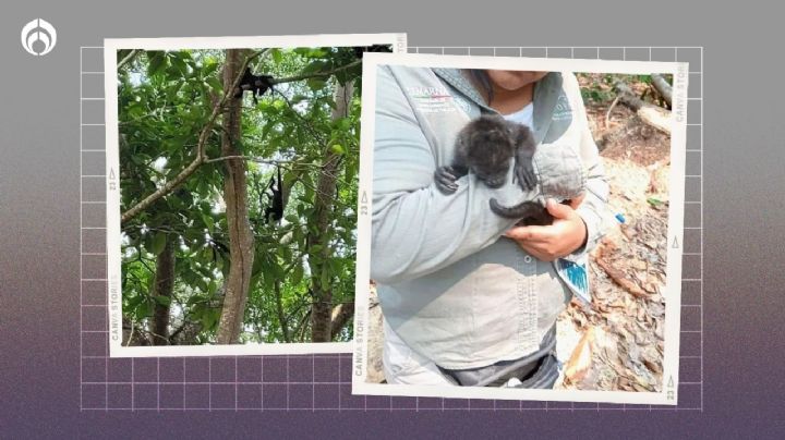 Monos saraguatos caen muertos en plenos 50 grados; investigan causas (FOTOS)