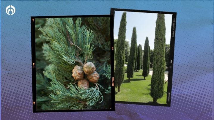 Ciprés: estas son las ventajas del árbol que no daña la banqueta, da sombra y soporta las sequías