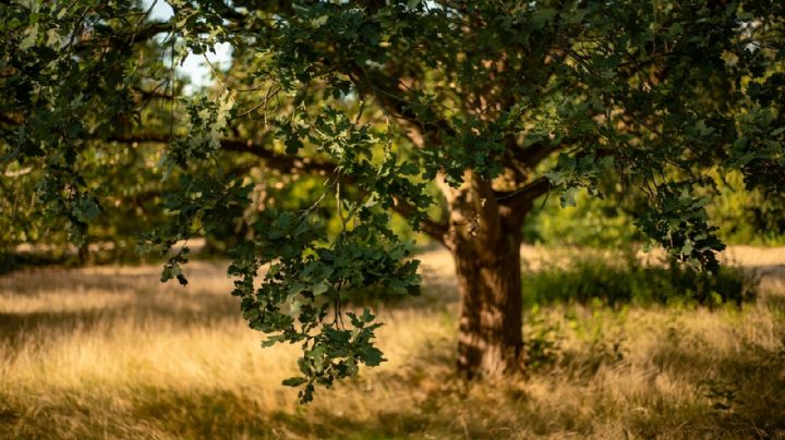 5 árboles que resisten el calor y la sequía para esta temporada