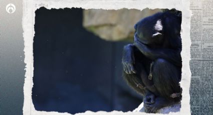 Una mamá chimpancé en duelo carga con su cría muerta en un zoológico