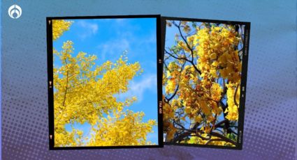 El árbol mexicano de flores amarillas que es ideal para banquetas y ciudades