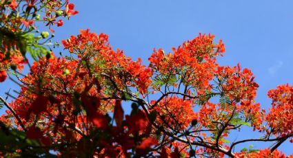 El árbol de flores rojas que da mucha sombra y resiste el calor