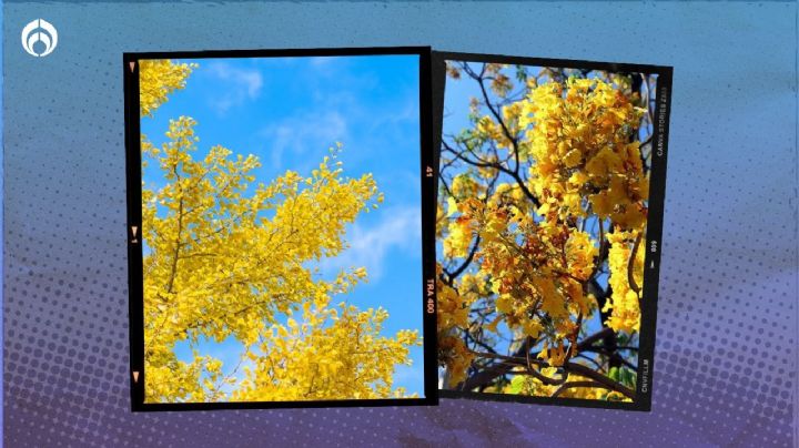 El árbol mexicano de flores amarillas que es ideal para banquetas y ciudades