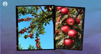 Árbol de manzanas: ¿cómo plantarlo para que crezca sano y dé frutos rápido?