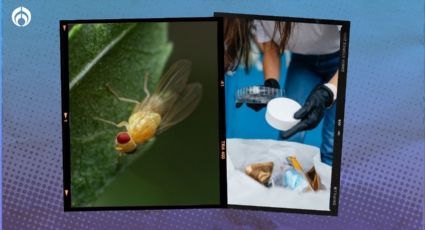 Truco para eliminar los mosquitos del bote de basura de una vez por todas