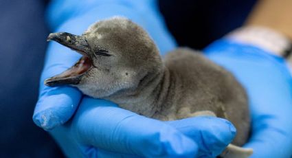 (FOTOS) ¡Bienvenido Pingu! nace pingüino Humboldt en el Aquarium de Veracruz