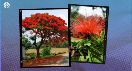 El árbol de rápido crecimiento y poco cuidado; llega a medir hasta 10 metros y florece hermoso