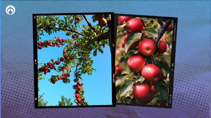 Árbol de manzanas: ¿cómo plantarlo para que crezca sano y dé frutos rápido?