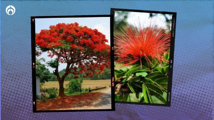 El árbol de rápido crecimiento y poco cuidado; llega a medir hasta 10 metros y florece hermoso