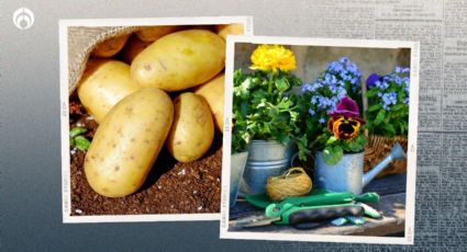 El mejor abono con cáscara de papas para poner a tus flores y que crezcan fuertes