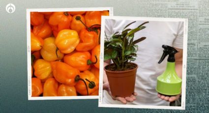 Receta de Profeco para hacer un insecticida no tóxico ¡con chiles! para tus plantas