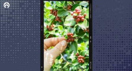 Así puedes cultivar un árbol de café en tu casa y cuáles son sus beneficios