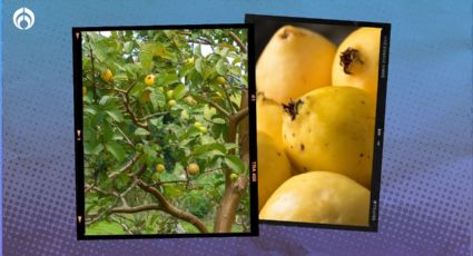 Árbol de guayaba: el secreto para que te dé muchos más frutos en poco tiempo