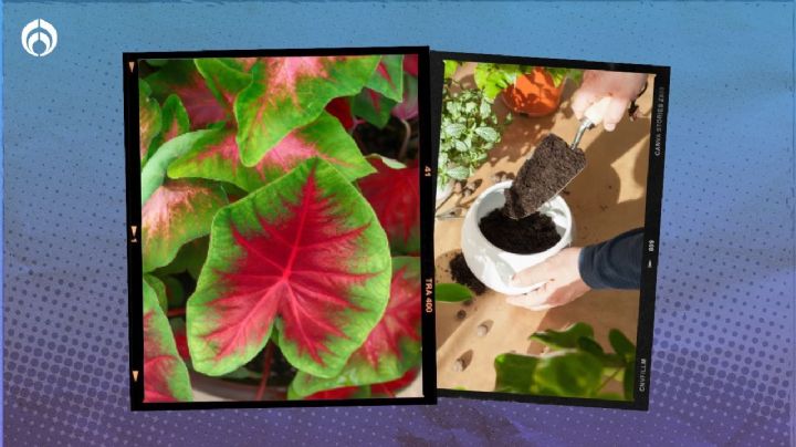 Planta Caladium: este es el mejor abono para hacerla crecer bonita y fuerte en tu jardín