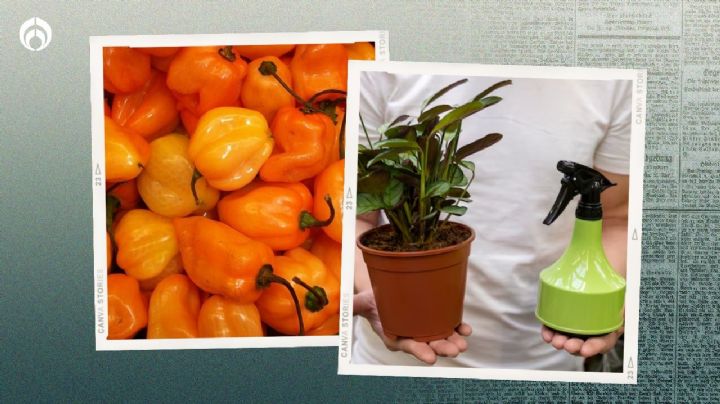 Receta de Profeco para hacer un insecticida no tóxico ¡con chiles! para tus plantas